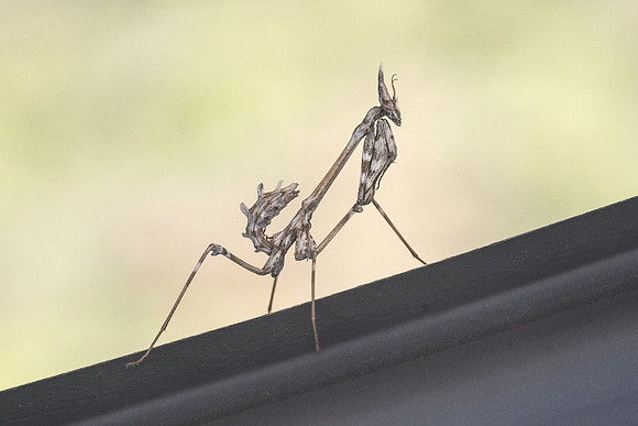 Empusa-6756