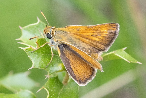 Ochlodes sylvanus-8664 - 4/06/25