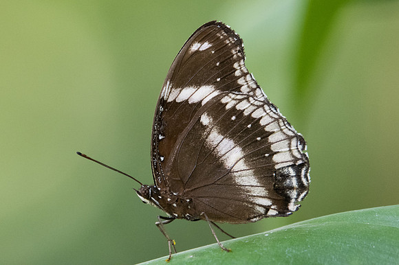 Hypolimnas bolina-9246 - Bangkok - 22/03/23