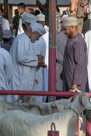 Marché aux bestiaux-5539