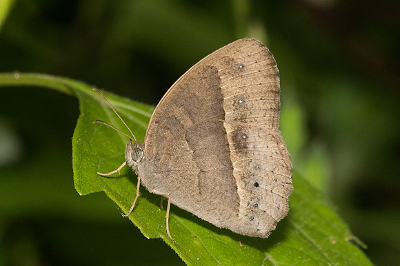 Mycalesis sp-0394 - Doi - Suthep - 13/11/23
