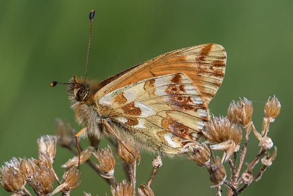 Boloria pales-4383 - Col de la Cayolle 6/07/21