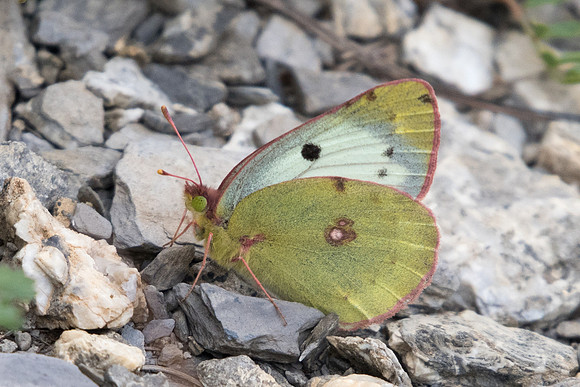 Colias alfacariensis - 5071 - Estenc 6/07/21