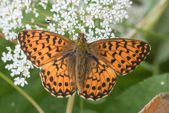 Boloria titania-2460 - Argentière la bessée - 3/07/21