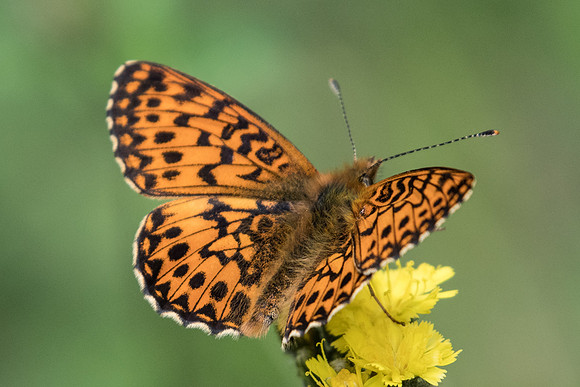 Boloria titania-4830 - Estenc - 6/07/21