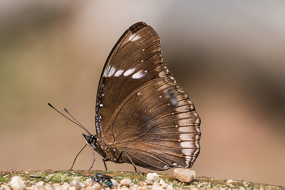 Hypolimnas bolina-2258 - Chiang Dao - 11/03/23