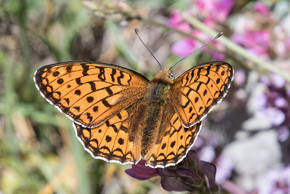 Argynnis niobe-3704- Col de Cayolle - 5/07/21