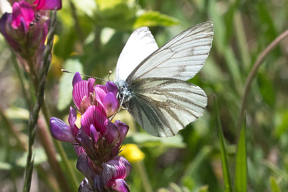 Pieris bryoniae ♂-0506 - Cervières - 30/06/21