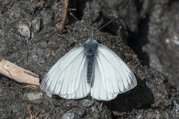 Pieris bryoniae ♂-0576 - Cervières - 30/06/21