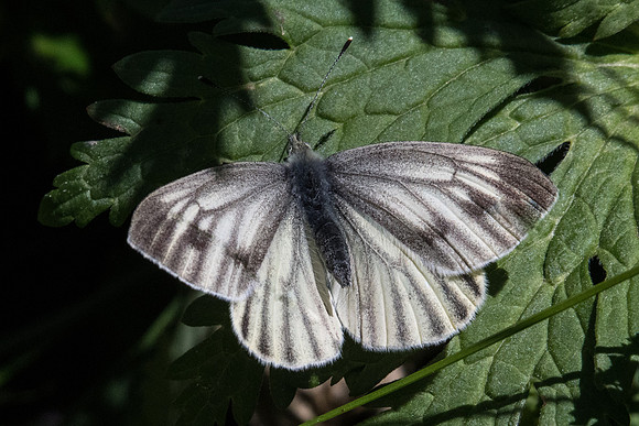Pieris bryoniae ♀-1569 - Cervières -  1/07/21