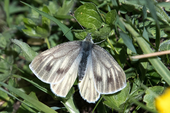 Pieris bryoniae ♀-1596 - Cervières 2000m - 1/07/21