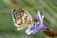 Spilia sertorius-8362 - Puits de Rians - 3/06/25