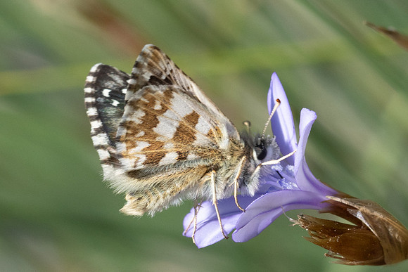 Spilia sertorius-8362 - Puits de Rians - 3/06/25