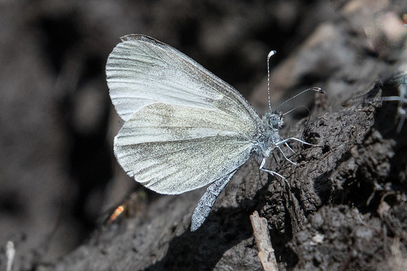 Leptidea sinapis - 3139 - Beuil - 25/06/21