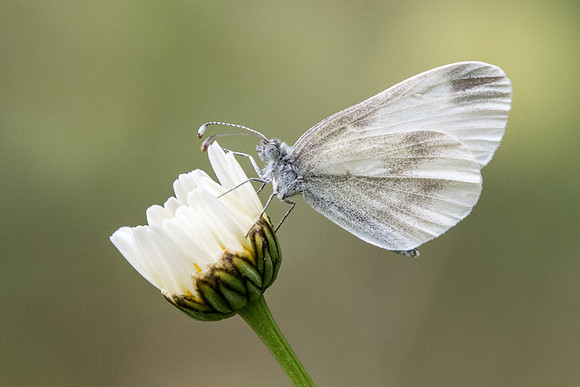 Leptidea sinapis - 4941 - Estenc - 6/07/21