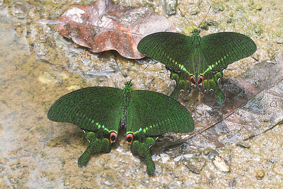 Papilio paris-0972 - Chiang Dao - 11/03/23