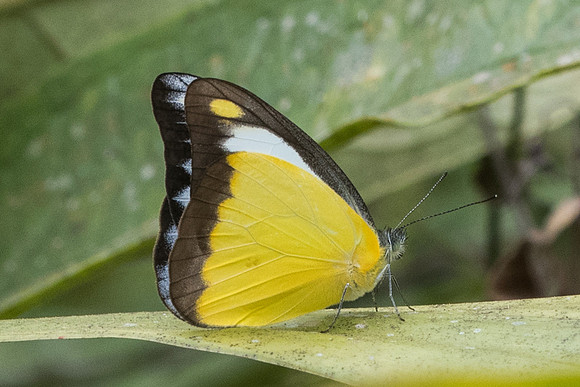Appias lyncida-1253 - Chiang Dao - 11/03/23