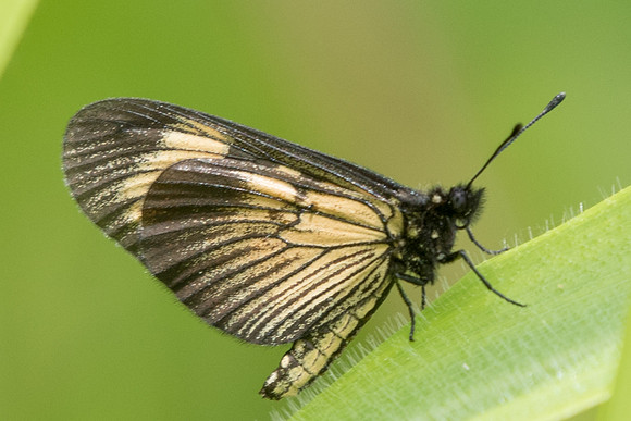 Actinote pellenea equatoria-4691 - Salento - 6/05/19