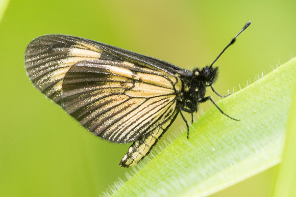 Actinote pellenea equatoria-4687 - Salento - 6/05/19