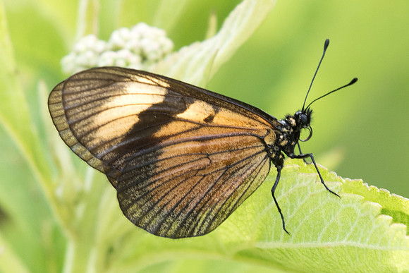 Actinote pellenea perfulva-4915 - Salento 6/05/19