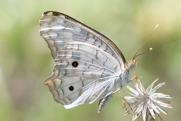 Anartia jatrophae-4238 Route salento-Bogota - 5/05/19
