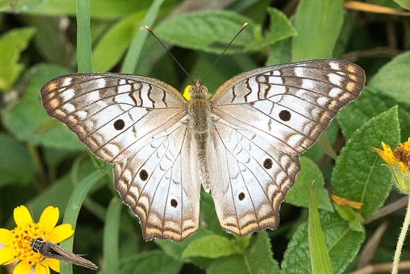 Anartia jatrophae-8459