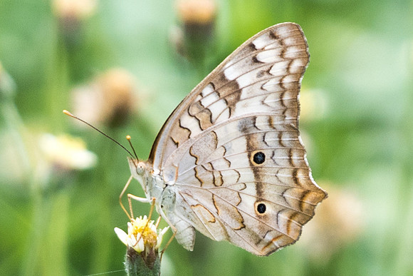 Anartia jatrophea-5982