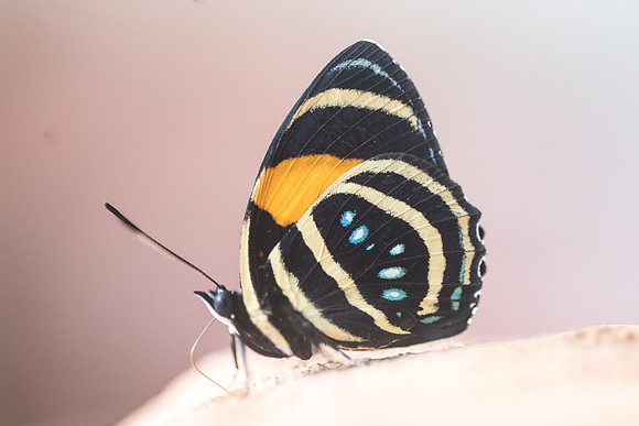 Callicore lyca -0037 - Rio claro Doradal - 10/05/19
