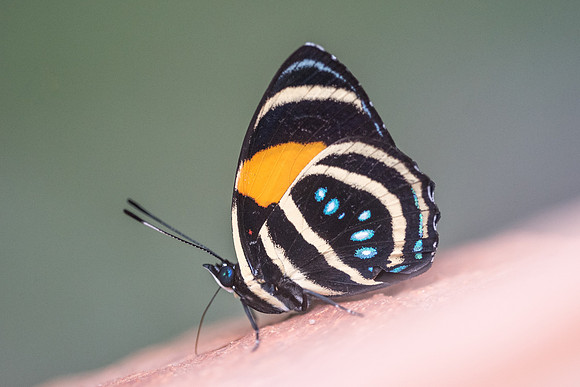 Callicore lyca -0086  - Rio claro Doradal - 10/05/19