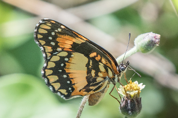 Chlosyne lacinia lacinia-4187 - Route Bogota salento melgar - 5/05/19