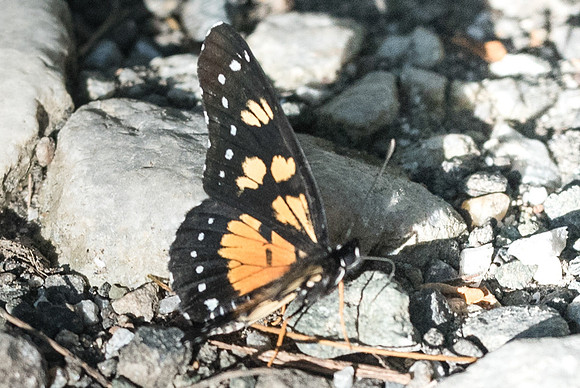 Chlosyne narva bonpland-8636 - Doradal - 9/05/19
