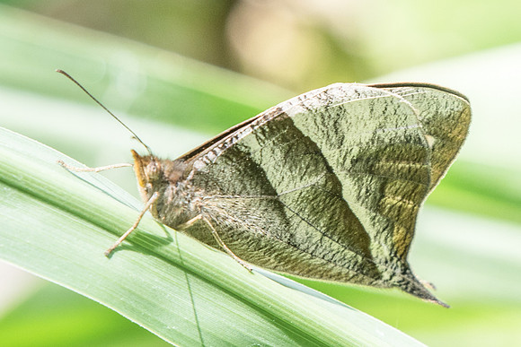 Corades enyo almo-5172 - Salento - 6/05/19