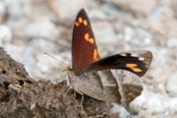 Corades enyo almo-5570 - Salento - 6/05/19