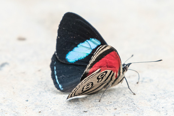 Diaethria clymena marchalii-5380 - Salento - 6/05/19