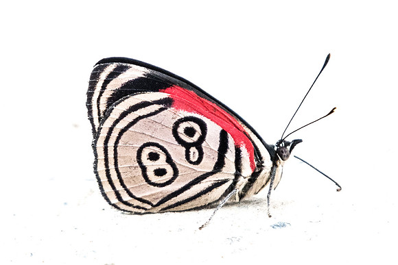 Diaethria clymena marchalii-5389 - Salento - 6/05/19