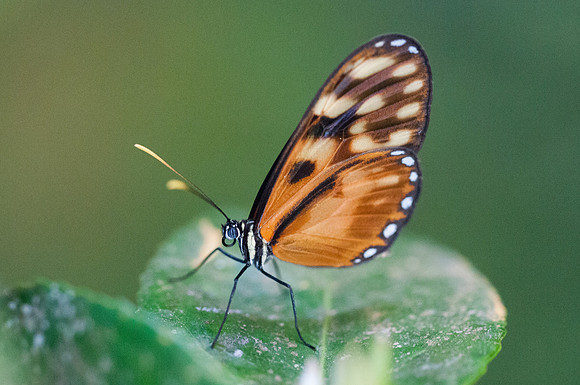 Pteronymia latilla-6947