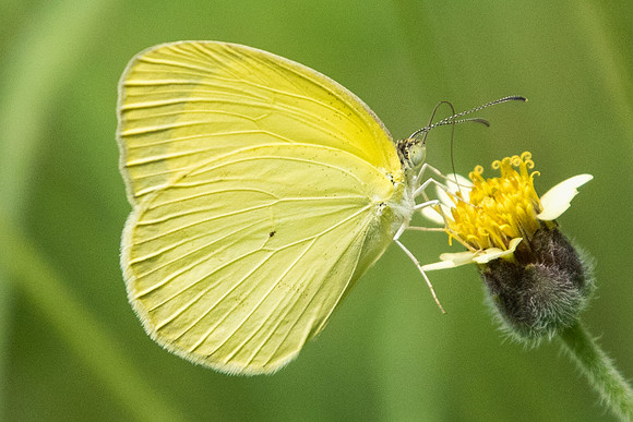 Pyrisitia leuce athalia-8575