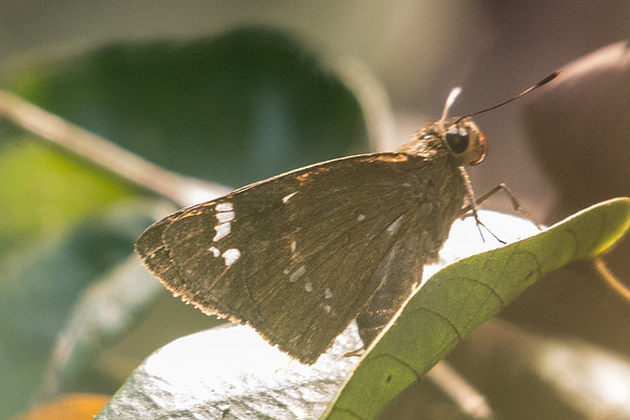 Pelopidas assamensis-3870 - Doi-Suthep - 8/03/23