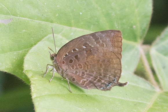 Arhopala centaurus nakula-8363 - Koh Samui - 16/03/23