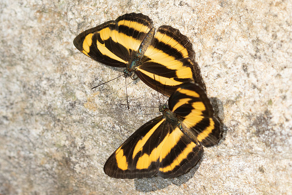 Neptis zaida-3687 - Doi Inthanon -  23/03/25