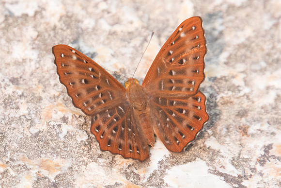 Zemeros flegyas allica-6521 - Doi-Suthep - 10/03/23