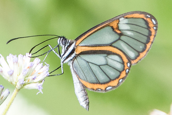 Ithomia hymettia-4803