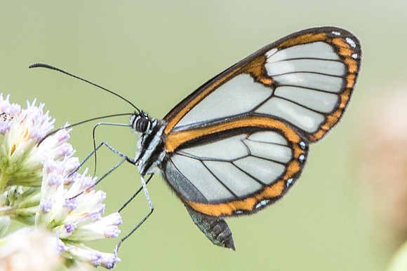 Ithomia hymettia-4818