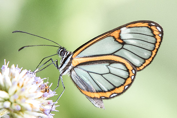 Ithomia hymettia-4877