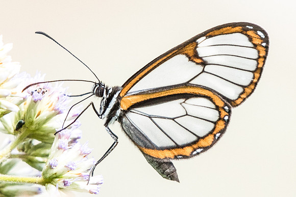 Pteronymia tucuna -4842
