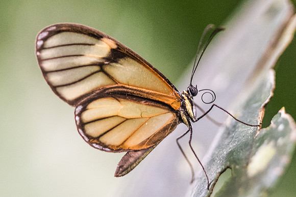 Ithomia sp-1991