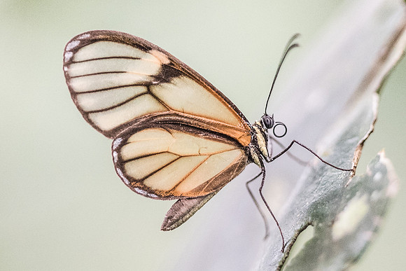Ithomia sp-1993