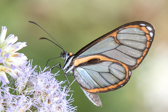 Ithomia terra oenanthe-4943