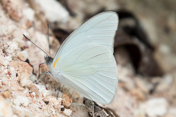 Glutophrissa drusilla-0878