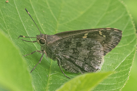 Cogia hippalus--2188